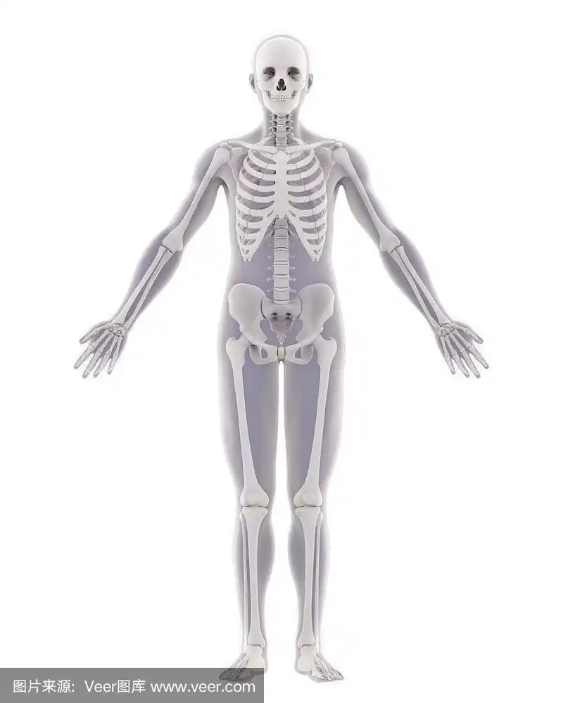 人类骨架,分离着色,垂直画幅,正面视角,股骨