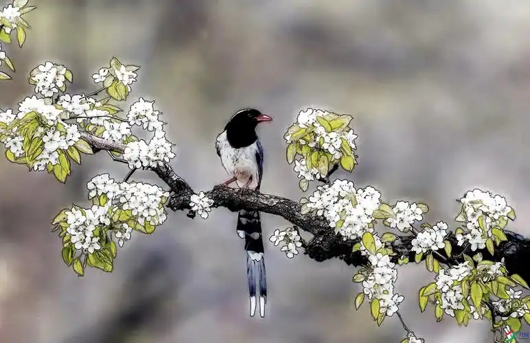 [综合] 红嘴蓝鹊赏花图---国画