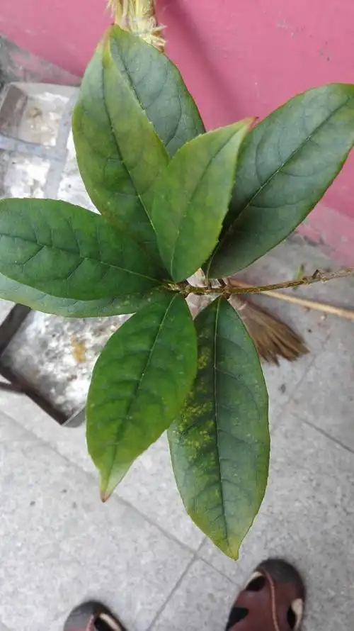 金桂花老叶子叶尖干枯,新叶边缘不完整,时间长一点的新叶有黄点.