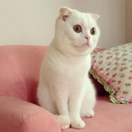 半岁大的折耳猫抱走