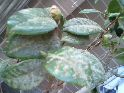 我家的茶花这样是不是病了,是什么病?