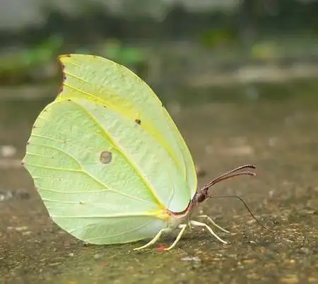 梦幻闪蝶曙凤蝶皇蛾阴阳蝶卡申夫鬼美人凤蝶冰蝶爱神闪蝶光明女神蝶