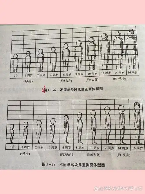 儿童的体型发育头身比 1,婴儿期头身比约为1:4