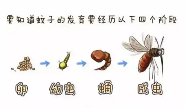 生长过程蚊的繁殖及生长识别小贴士宁波城乡中最常见的是淡色库蚊