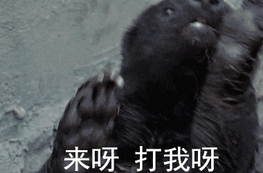 手撕毒蛇,单挑狮子,这种非洲小动物你可千万别得罪