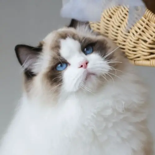 成都布偶猫舍,注册于cfa/tica,我家猫性格超好! vx: mmrags.