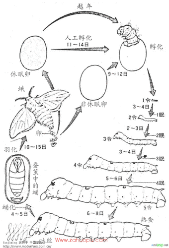 馋人吃"蚕"-------岫岩清凉山摩旅