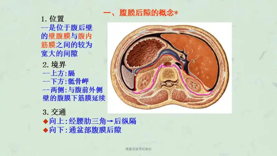腹膜后隙局部解剖课件