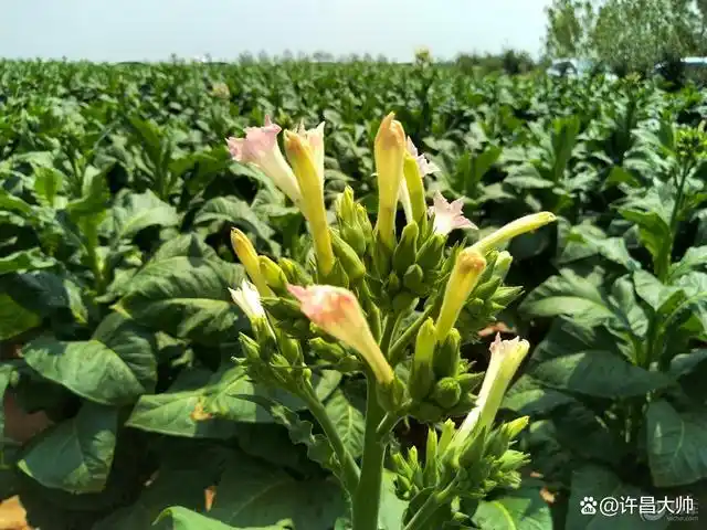 而被广泛种植,用于制造卷烟和烟丝的只有两个品种,红花烟草和黄花烟草