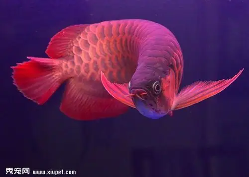【龙鱼图片】红龙鱼高清图片