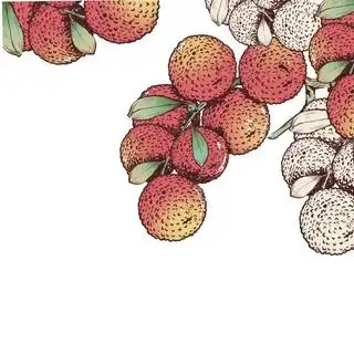 荔枝插画图片