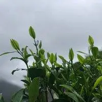 被雨淋的茶叶微信头像 下雨天的茶叶头像_微信头像图片大全