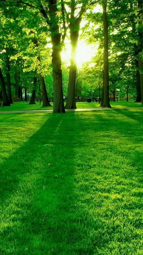 手机green怎么用(手机绿色养眼壁纸第四篇)_拉曼号