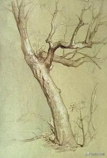 素描,一棵树就是一道最美的风景!(可临摹素材)