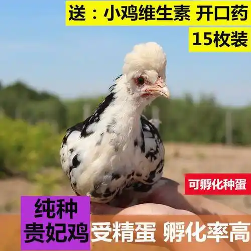 鸡种蛋贵妃鸡种蛋受精蛋可孵化小鸡苗受精卵土鸡种蛋枚包邮价批发