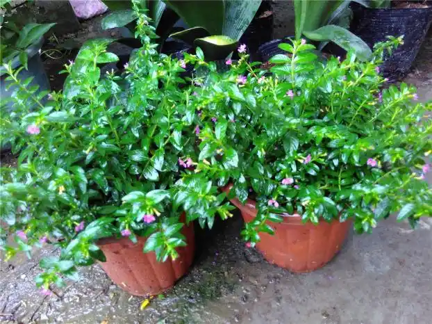 孔雀兰的栽培技术