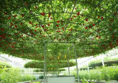 大棚建设|玻璃温室|无土栽培蔬菜|大棚建设造价|温室设计|无土栽培