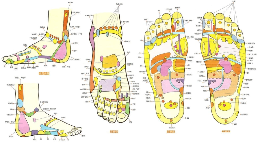 人体各反射区详图集中