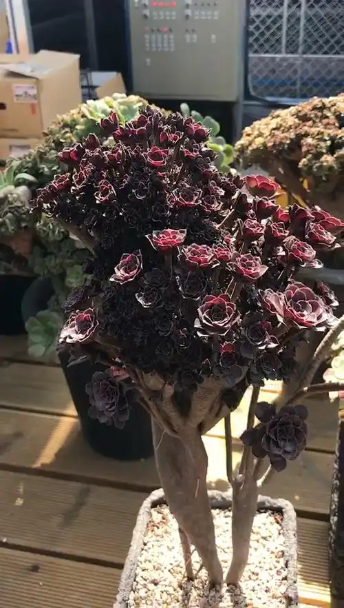 超级无敌黑法师缀化造型桩,有喜欢的不0000