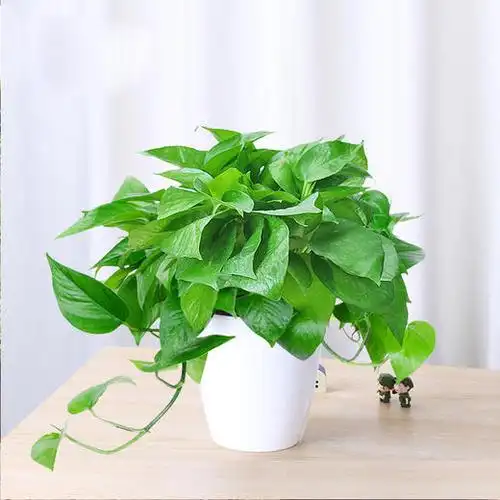 绿萝绿植盆栽带瓷盆办公室桌面家居绿化美化环境满100元送货上门