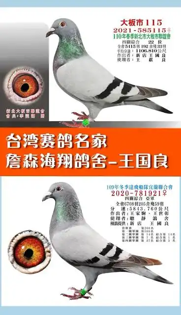 台湾赛鸽名家#台湾名家,詹森海翔鸽舍-王国良的种鸽群欣赏