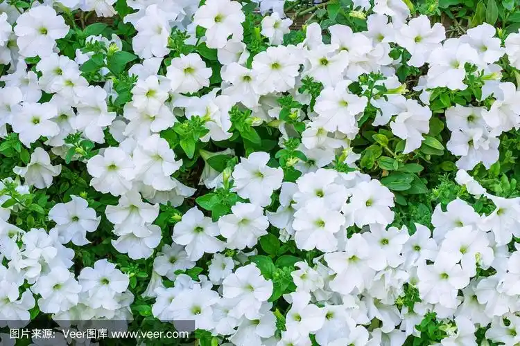大量的白色矮牵牛花的花背景