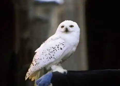 《哈利波特》:陪伴哈利成长的除了他的朋友,还有猫头鹰海德薇!