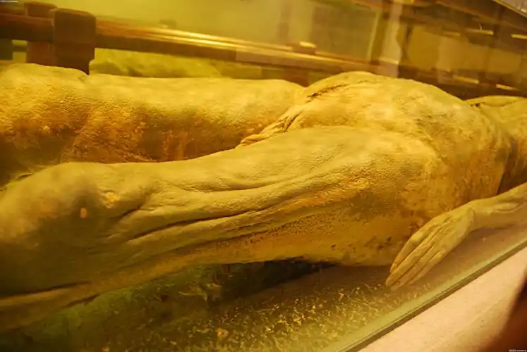 福州博物馆南宋古墓出土男女古尸(拍于2009年)-中国文物学会青铜专业