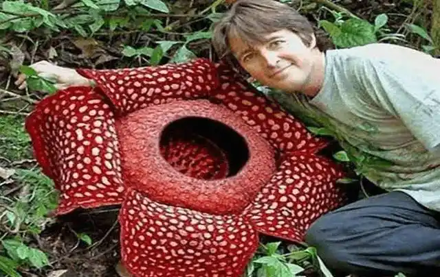 原创食人花会吃人吗老外作死把手伸进食人花口中镜头拍下全过程