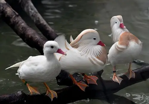 白鸳鸯未查到品种来源是否自成种系