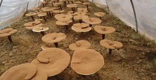 人工栽培灵芝在生长发育过程中对光线非常敏感,光线对菌丝生长有明显