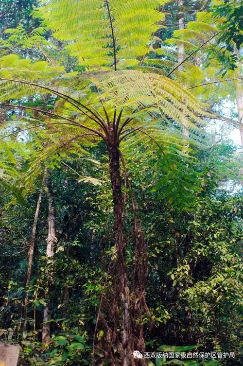 世界野生动植物日丨西双版纳保护区动植物科普三桫椤