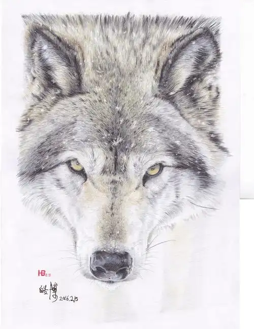 彩色铅笔 狼