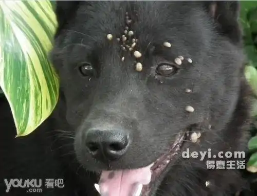 救救这条饱受蜱虫叮咬之苦的狗狗吧!看了好揪心 (组图)