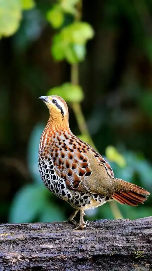 棕胸竹鸡(在地上营巢的杂食性小型鸡类)_尚可名片