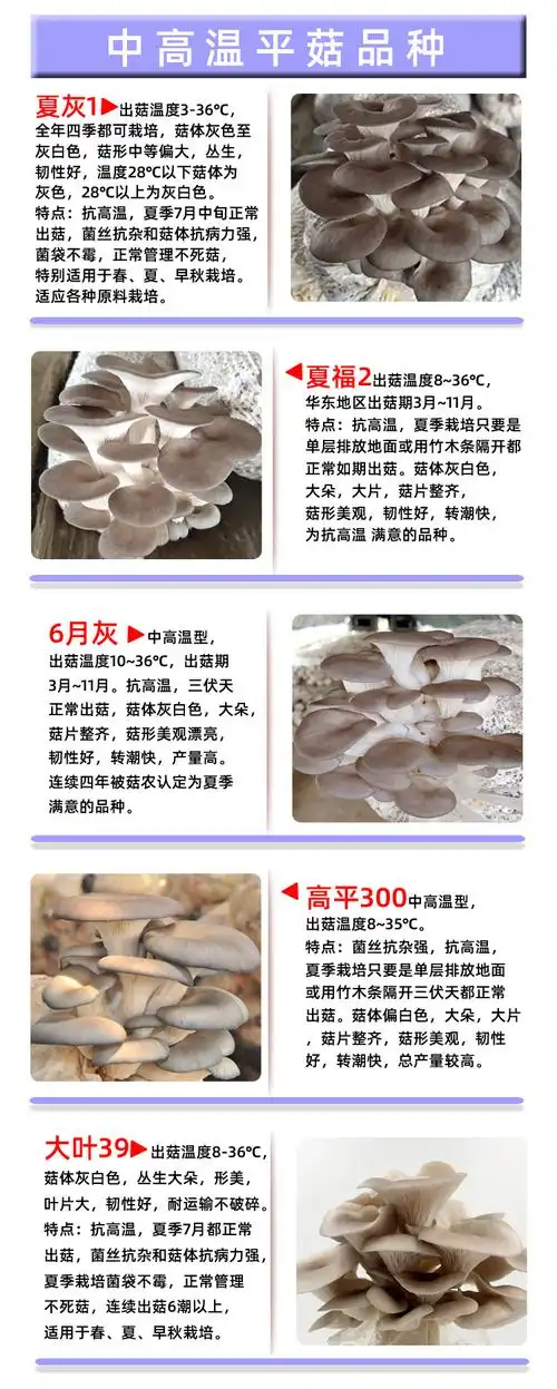 【原种】平菇-2150秋冬季品种,【原种】平菇-特抗650秋冬季品种,【原