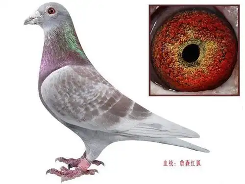 我与詹森红狐鸽的情缘