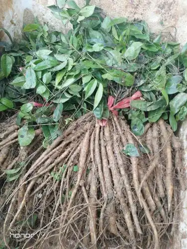 供应大厅  种子种苗  牛大力苗  商品详情  果苗介绍 苗龄:一年 高度