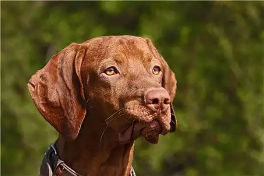 马扎尔,维希拉猎犬