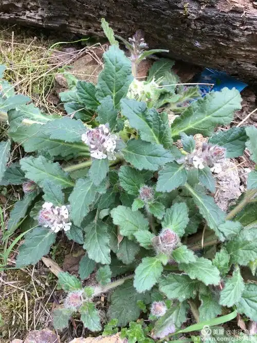 路遇野花识几多.之一(2016.3.20春分)