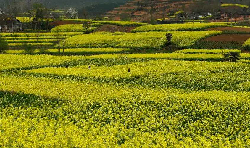 汉中油菜花,赏心悦目,倾人心脾.