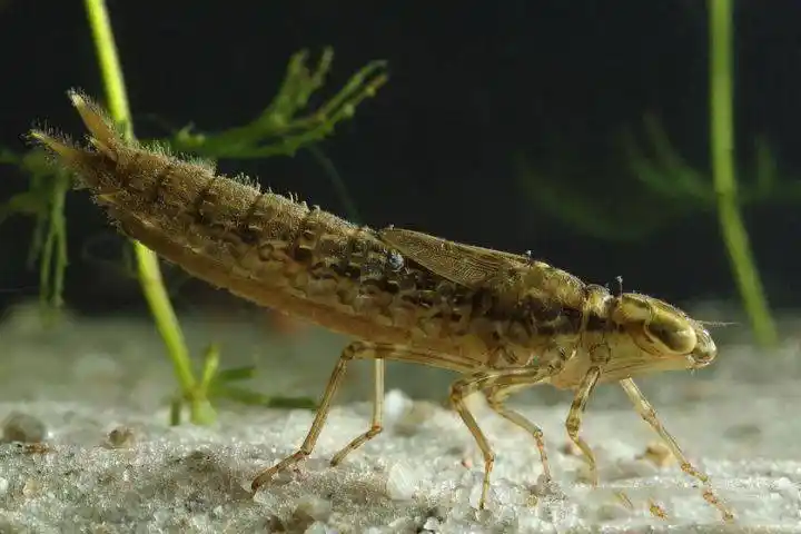 每年都能吃掉三千只蚊子的益虫却被人类疯狂捕食_水虿_蜻蜓_昆虫