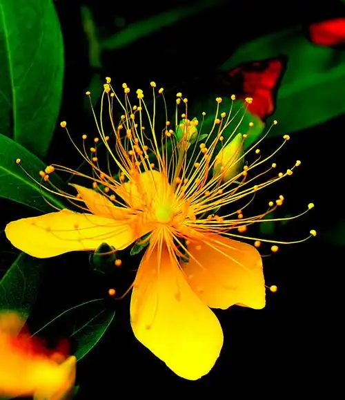 【原创摄影】千丝百媚金丝梅 (201406上海)