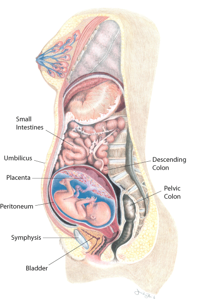 孕期内脏都挤到哪儿了几张图告诉你真相难怪都说怀孕很辛苦
