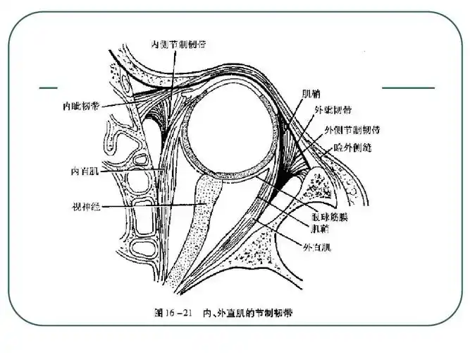 眼外肌解剖ppt