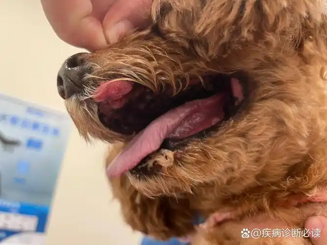 犬口腔麟状乳头状瘤