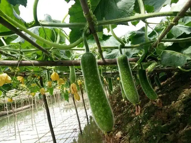 519中国旅游日齐来游北滘和园品尝寻味顺德的桑麻黑毛节瓜宴