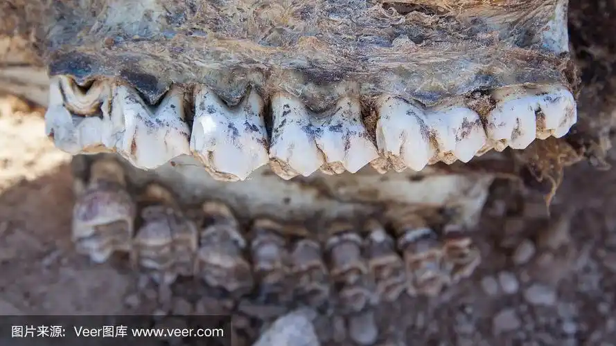 长颈鹿,动物牙齿,颅骨,自然,野生动物