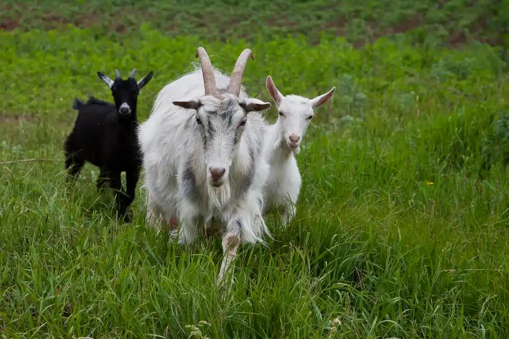 在一片草地上山羊,在夏天的草地上的三只山羊