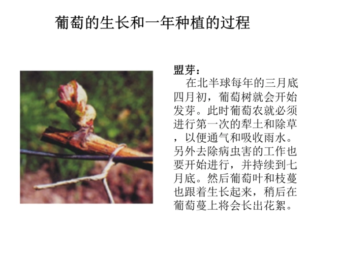 葡萄酒世界名庄 葡萄的生长及成分.ppt